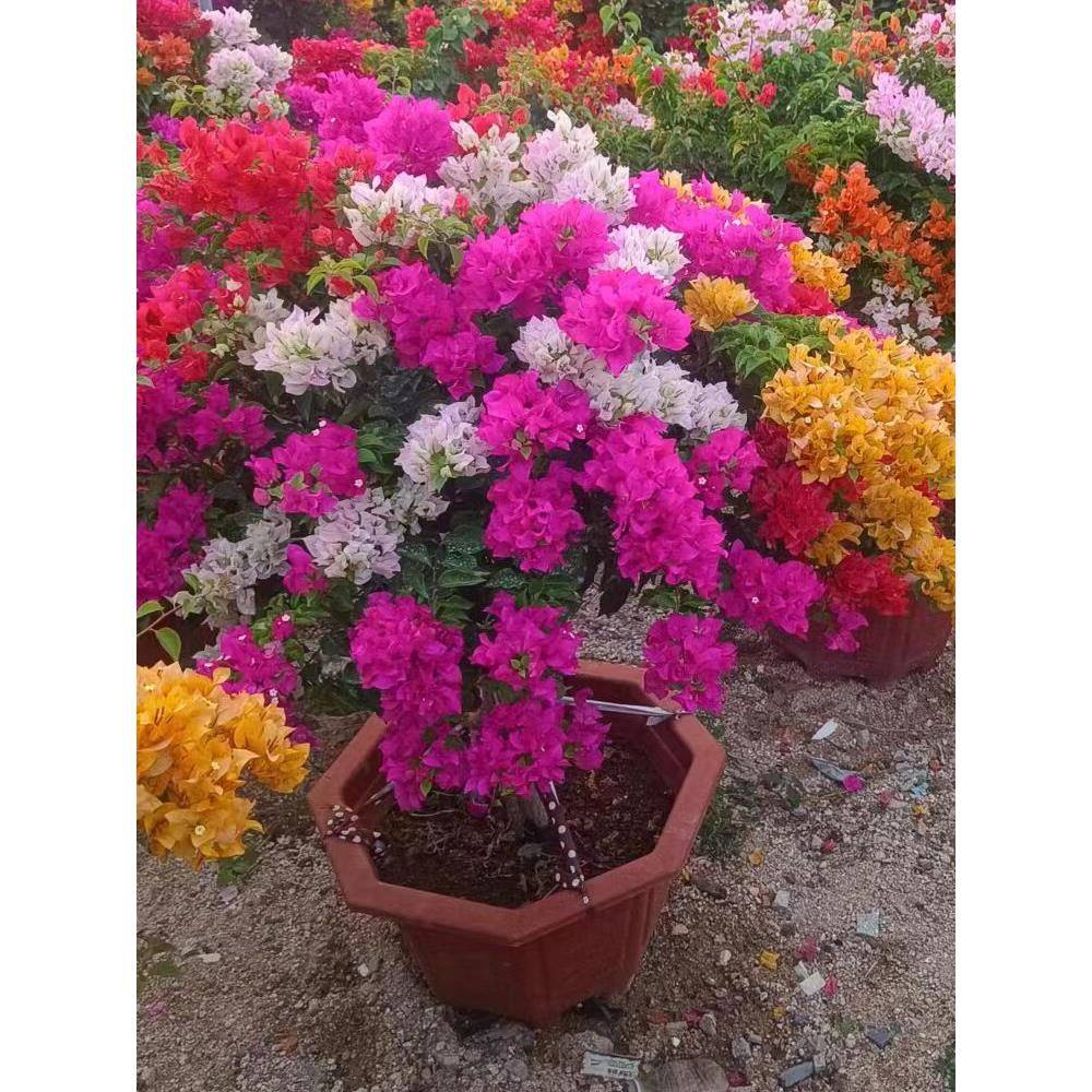 多色三角梅盆景大型三角梅造型树勒杜鹃盆栽叶子花四季开花三角梅