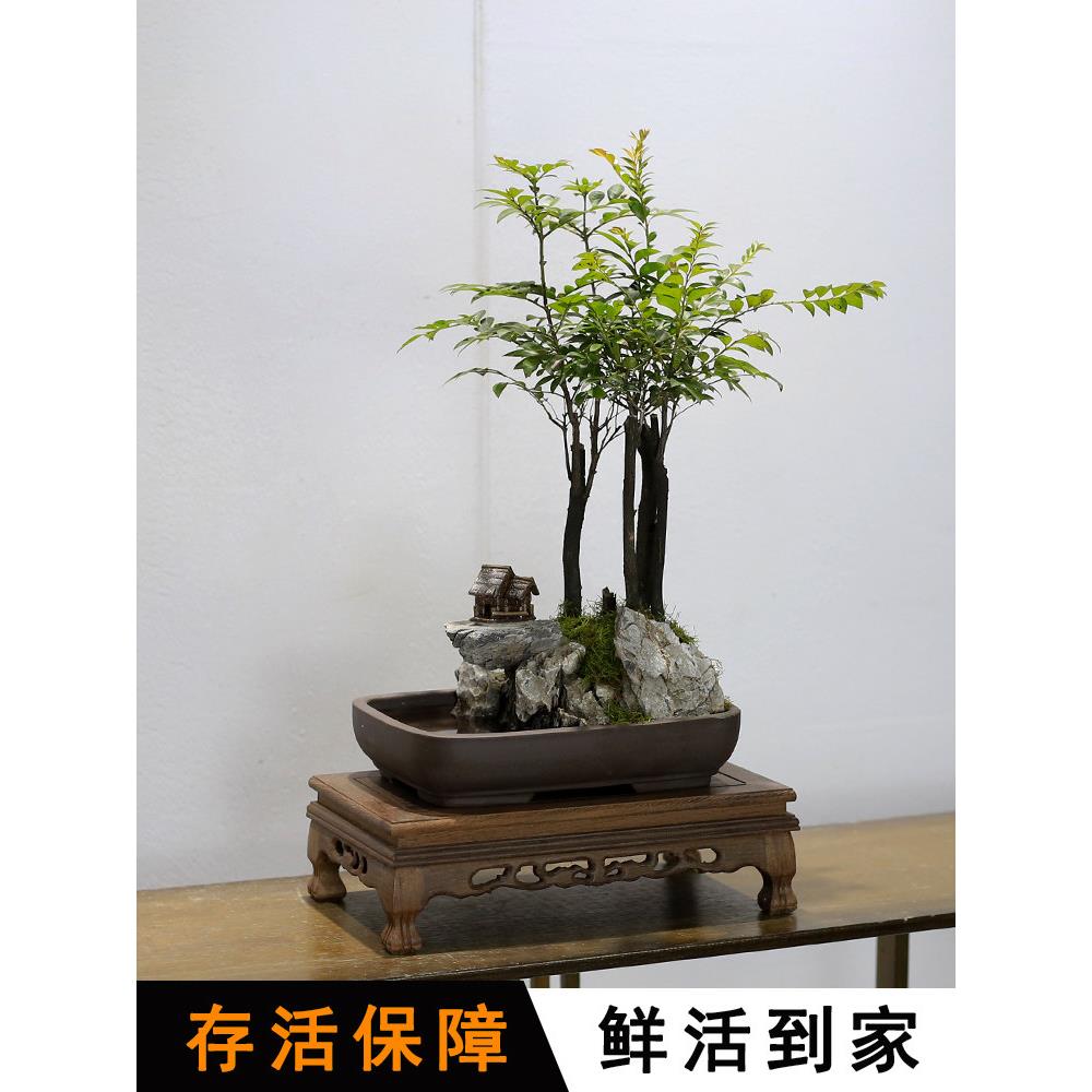 小叶紫檀黑古茶山水假山盆景植物室内摆件办公室桌面绿植盆栽好养