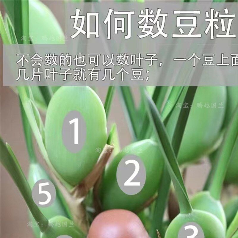 浓香兰花苗咖啡兰奶香味室内外客厅阳台好养易活绿植花卉美观趣味