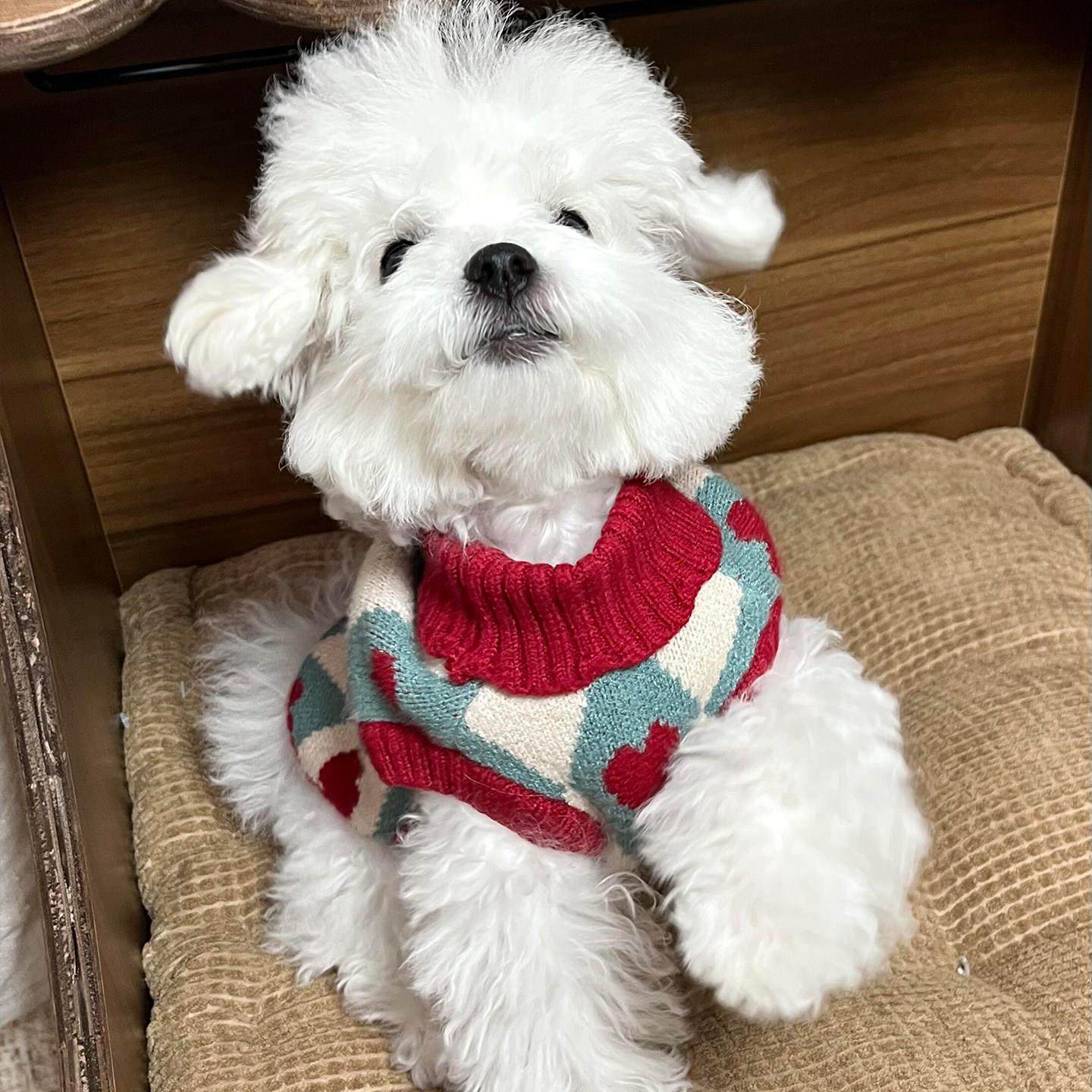 小狗毛衣秋冬比熊服饰圣诞新年宠物狗狗加厚保暖衣服中小型马甲,宠物/宠物食品及用品,狗宠物服装/雨衣,淘宝优惠券,粉丝福利购,淘宝优惠卷