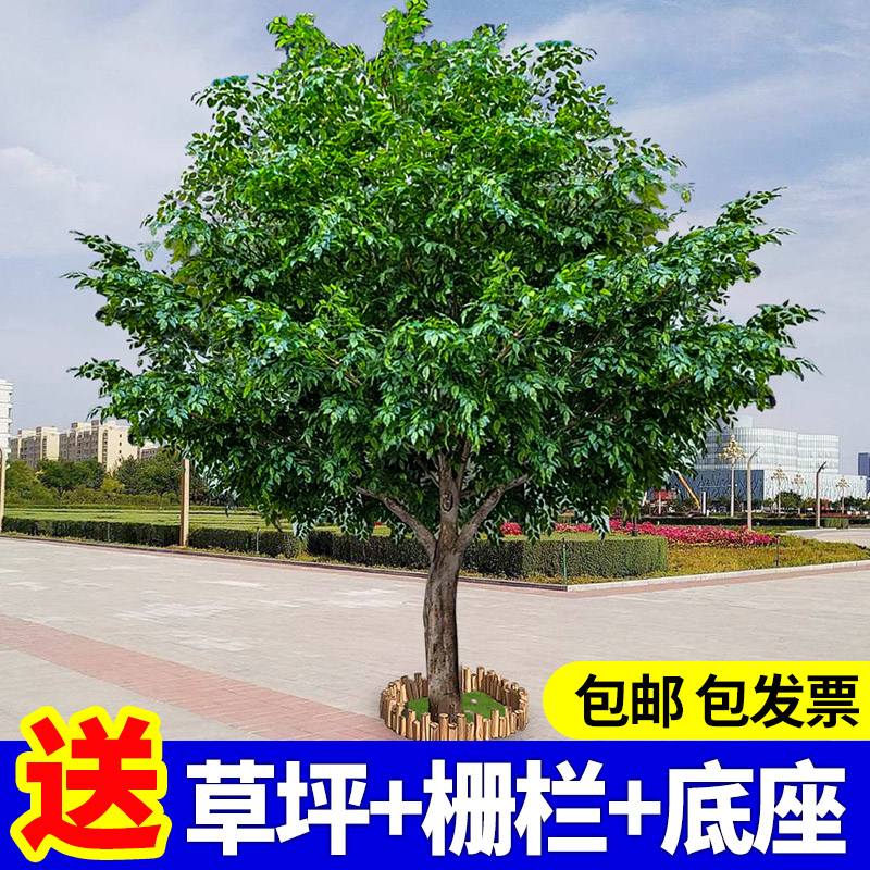 榕树仿真树植物假树大型高端观赏室内景观造型客厅落地造景装饰小