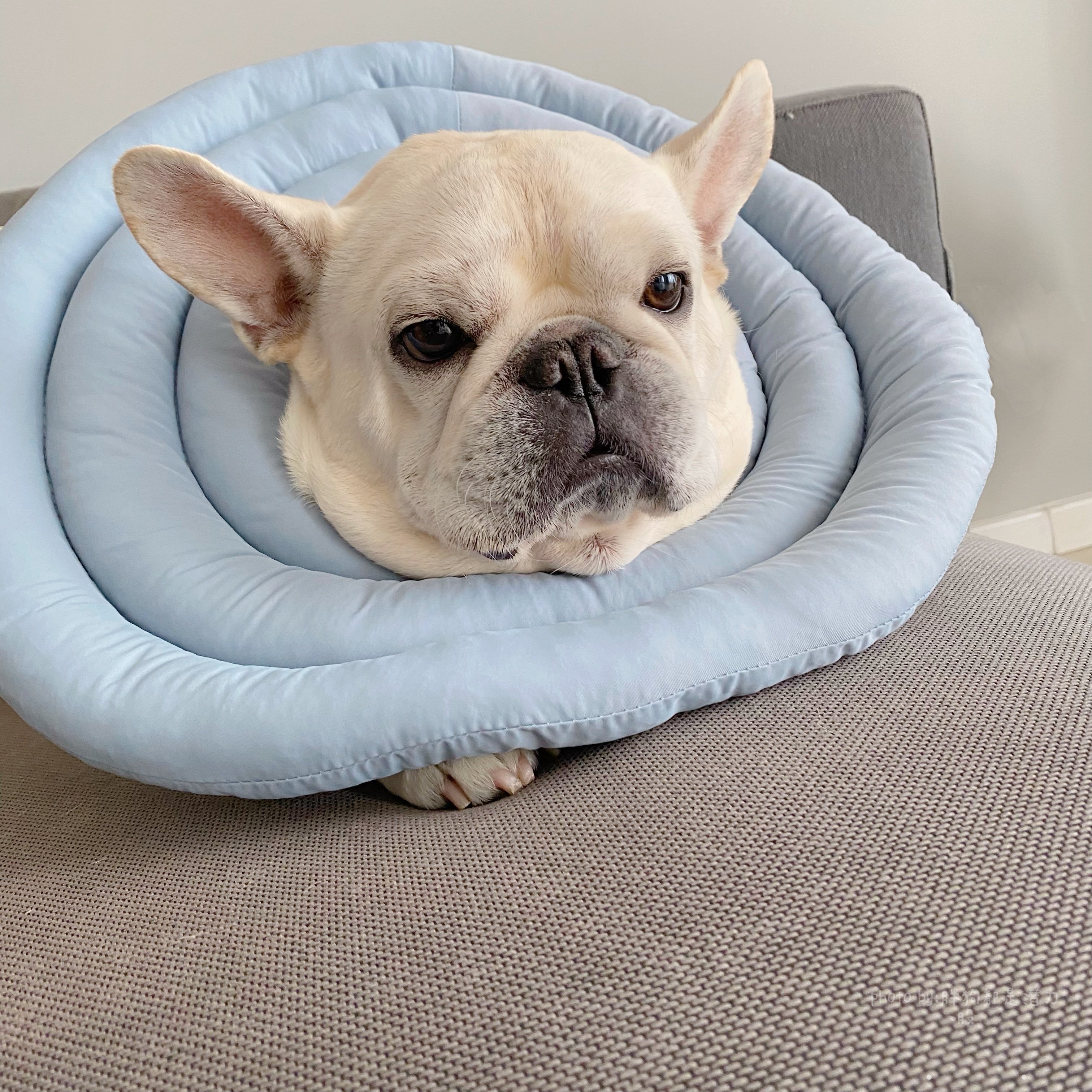 伊丽莎白圈猫脖圈猫咪项圈狗狗头套颈圈猫猫宠物狗用品防咬 防舔