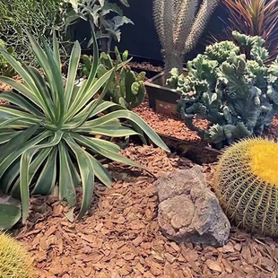 打磨烘干松树皮造景松树片辅料铺底填充物园林景观铺面装饰松麟片