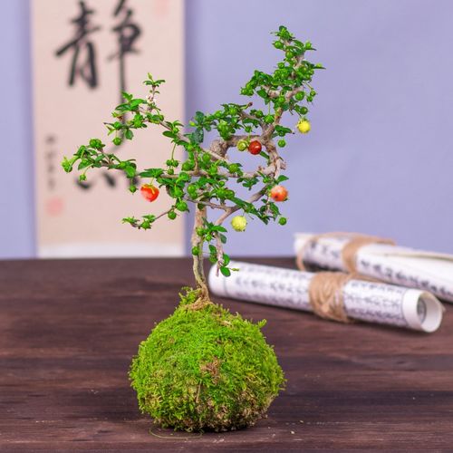 小叶结果福建茶盆景好养易活室内茶几阳台喜光绿植净化空气小绿植
