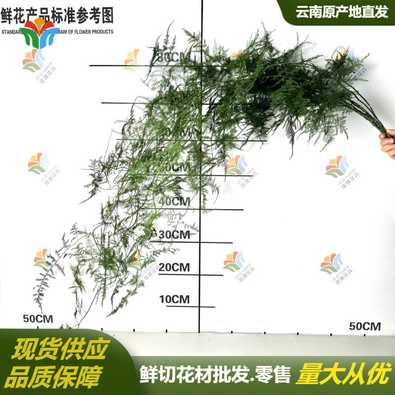 文竹鲜切枝条新鲜中式花材云南直发婚庆婚礼叶材鲜花水养插花绿植