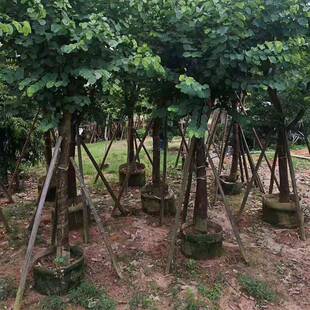 厂家塑料耐蚀加厚植物跟控器根控腐容99速育苗器快植树控根器