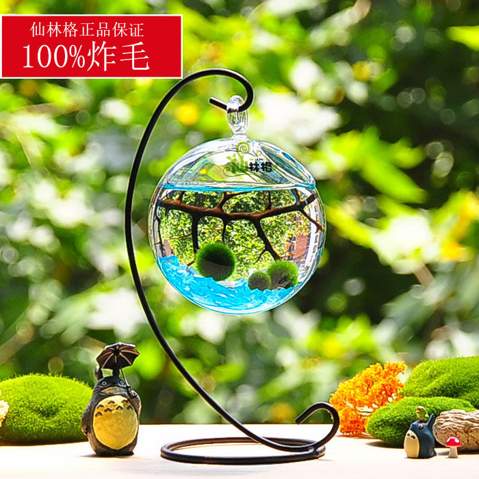 marimo海藻球新奇植物桌面水培盆栽生态瓶球藻时光地球仪