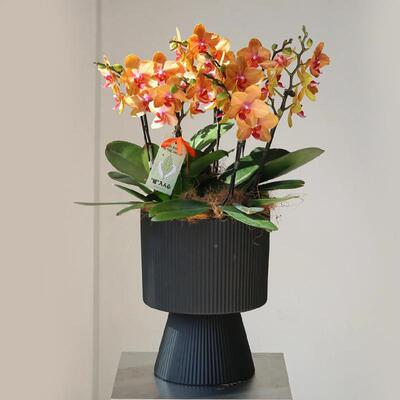 银柳冬宵蝴蝶兰珍釉新BHP年花福桶轻奢客厅插青花花器盆栽盆珠景