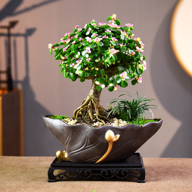 金枝玉叶盆栽提根老桩室内绿植盆景中式观赏办公客厅好养植物礼品