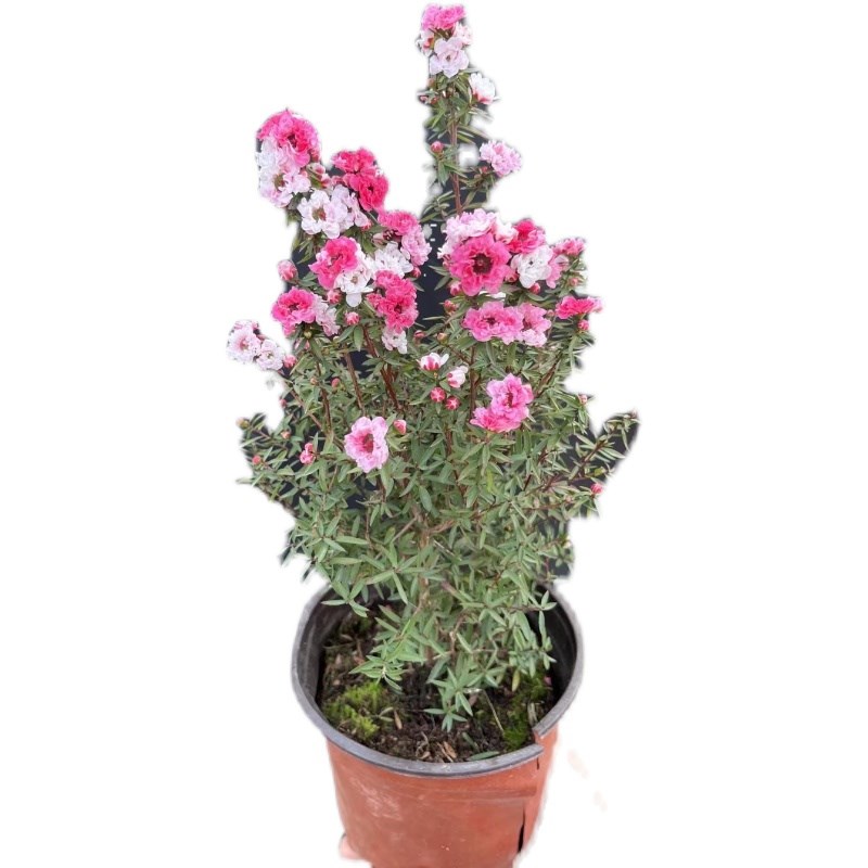 松红梅盆栽带花苞一树多色四季阳台开花绿植耐寒好养易活木本植物