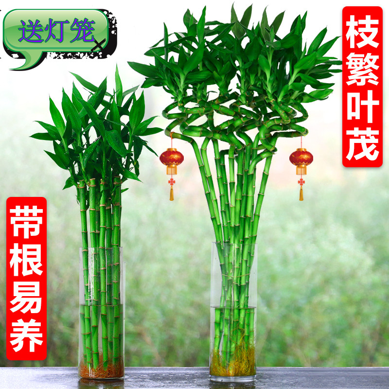 喜欢带根水培富贵竹植物转运竹弯竹龙竹开运竹子室内水养绿植花卉