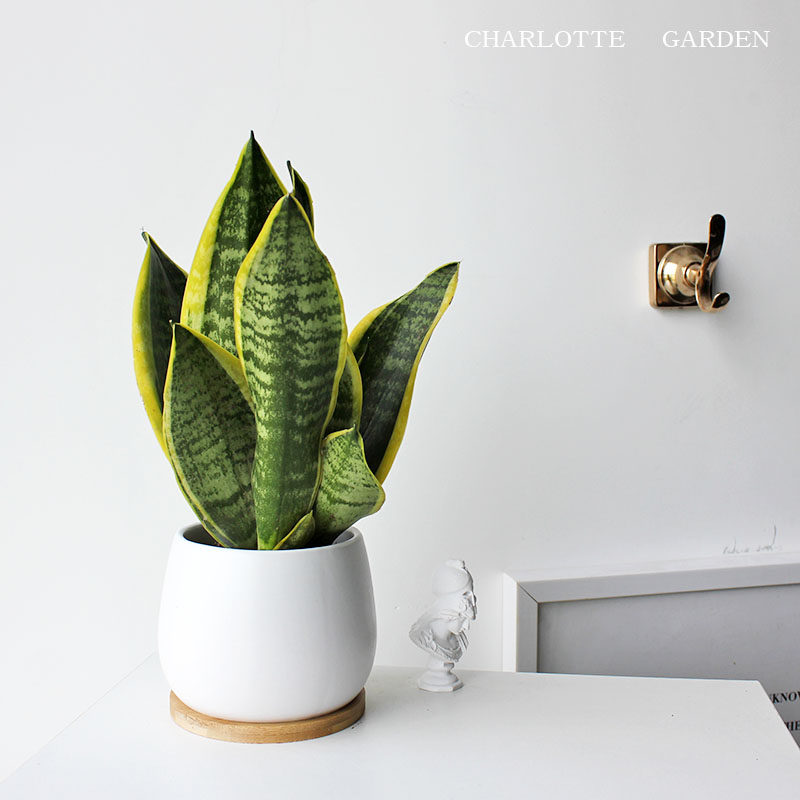 Chrlotte 金边虎皮兰 虎尾兰 喜阳抗旱植物盆栽 寓意富贵招财