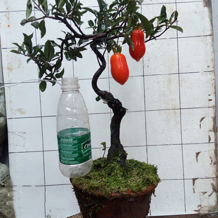 金弹子树桩盆景 阳台绿植盆 栽庭院小老桩盆栽 嫁接熟桩母桩结果