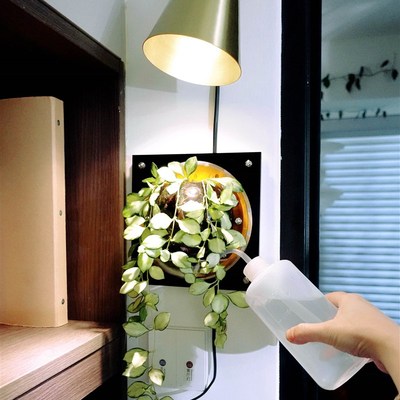 【小号合辑】鹿角蕨蝴蝶兰植物上墙板植挂板墙面装饰相框花盆