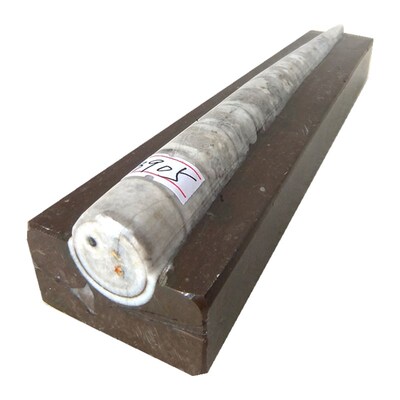 震旦角化石镇纸镇尺摆件角石菊石无脊椎动物三叶虫天然古生物9999