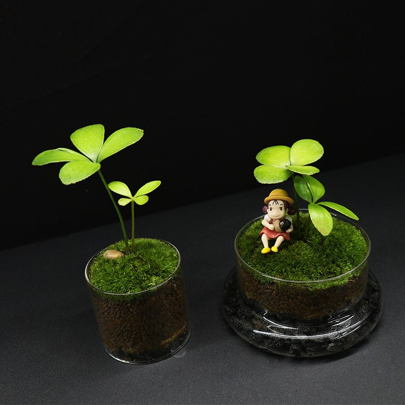 蕨醒丨墨西哥铁树苔藓微景观创意桌面耐阴绿植盆栽新奇植物室内