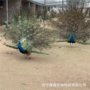 散养开屏孔雀区赏孔售雀生态园繁殖观观赏景孔雀出731孔雀苗孔雀