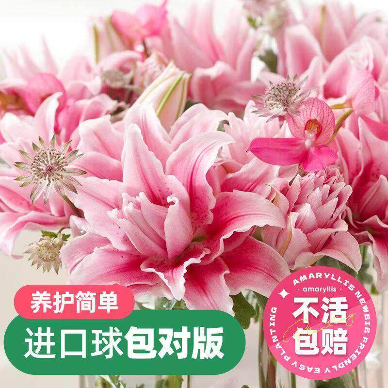 香水百合花卉种球进口重瓣多头花耐寒四季盆栽室内外花卉绿植盆栽