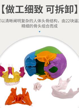 彩可分解头颅骨插分件颅模型可色拆58422部分教学头型骨模医学教
