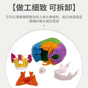 彩可分解头颅骨插分件颅模型可色拆58422部分教学头型骨模医学教