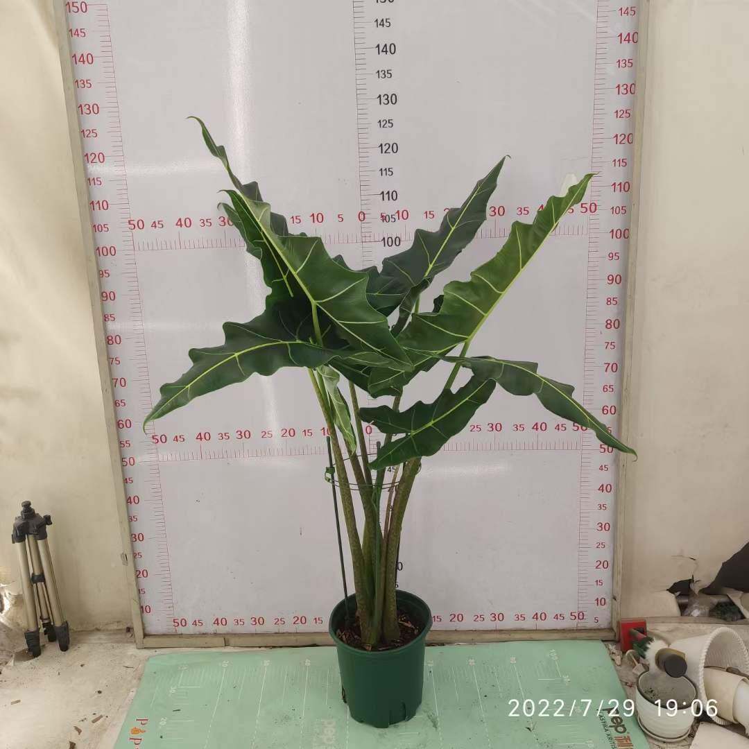 观植2加仑萨物小叶盆栽绿植芋海花仑卉盆栽2加萨利安 - 实物图