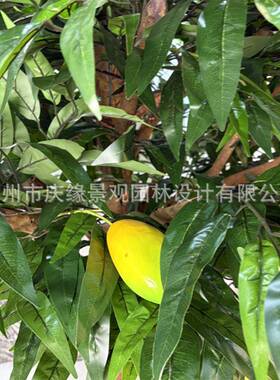 真芒果树室内酒店餐厅装仿饰假青芒庭树园艺院博物馆摆设lj200道