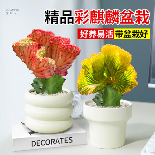 玉麒麟盆栽带根带盆彩麒麟多肉植物办公室内客厅桌面招财摆件盆景