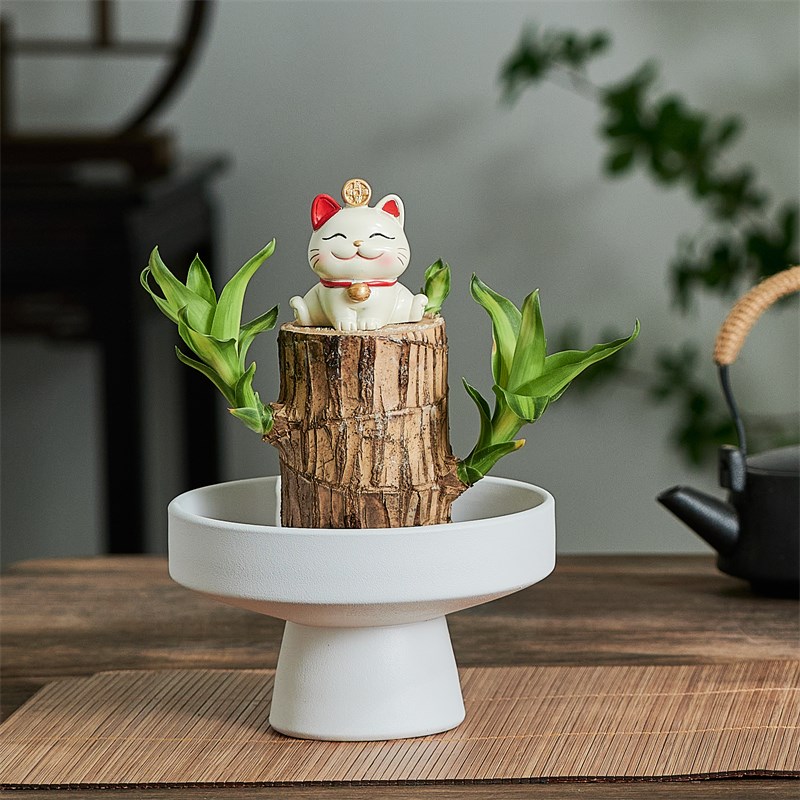 幸运木巴西木盆栽水培植物室内客厅净化空气花卉办公桌面好养绿植