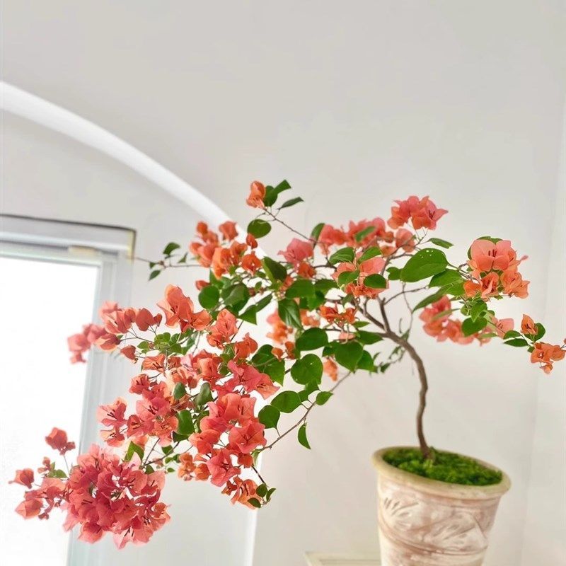 《暗斑夕阳红》三角梅可以爬藤,垂钓 飘枝,四季开花的花卉绿植,鲜花速递/花卉仿真/绿植园艺,绣球/木绣球/木本植物,淘宝优惠券,粉丝福利购,淘宝优惠卷