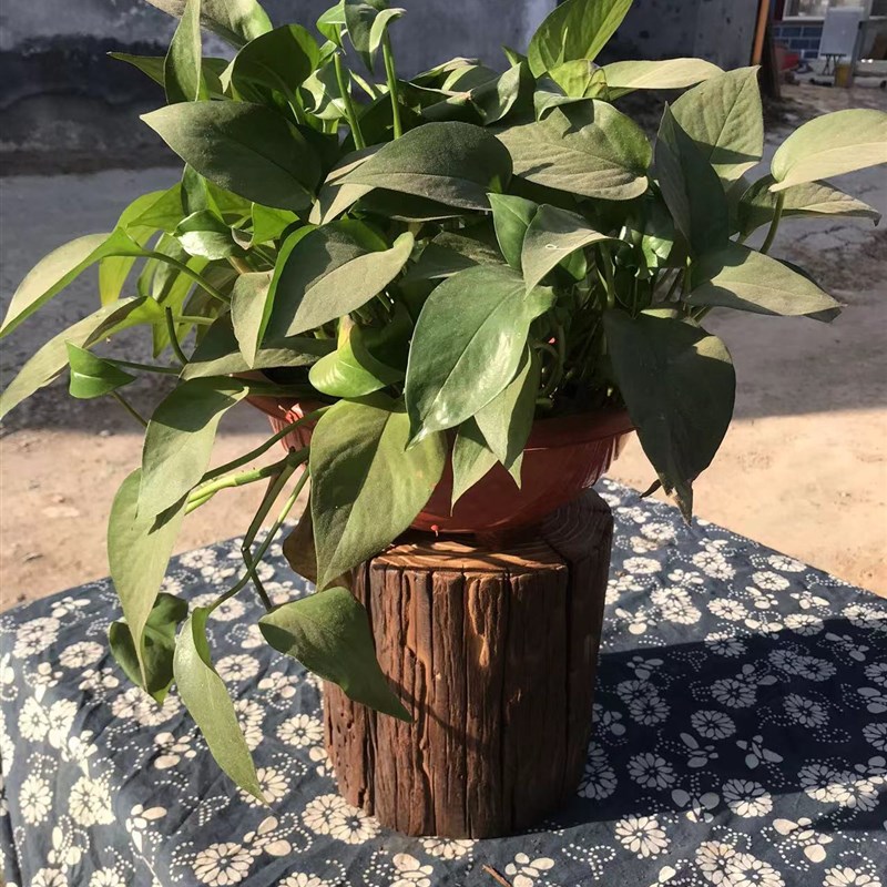 侘寂风原木树桩木桩风化老榆木花架木墩摆件实木墩子矮凳老树墩子