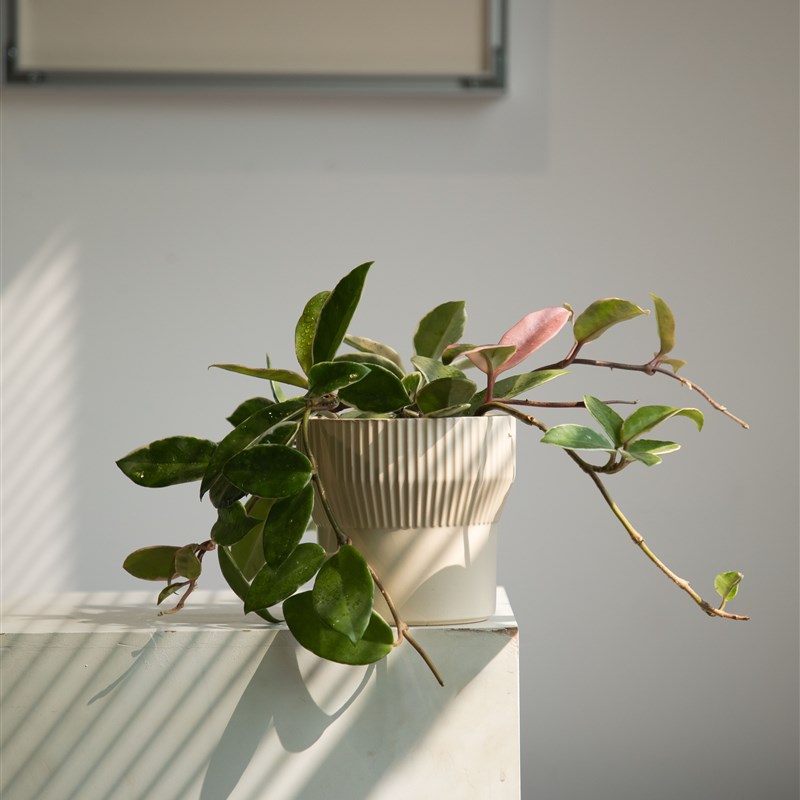 三色球兰锦兰花盆景室内办公桌花卉盆栽爬藤植物观叶四季常绿植