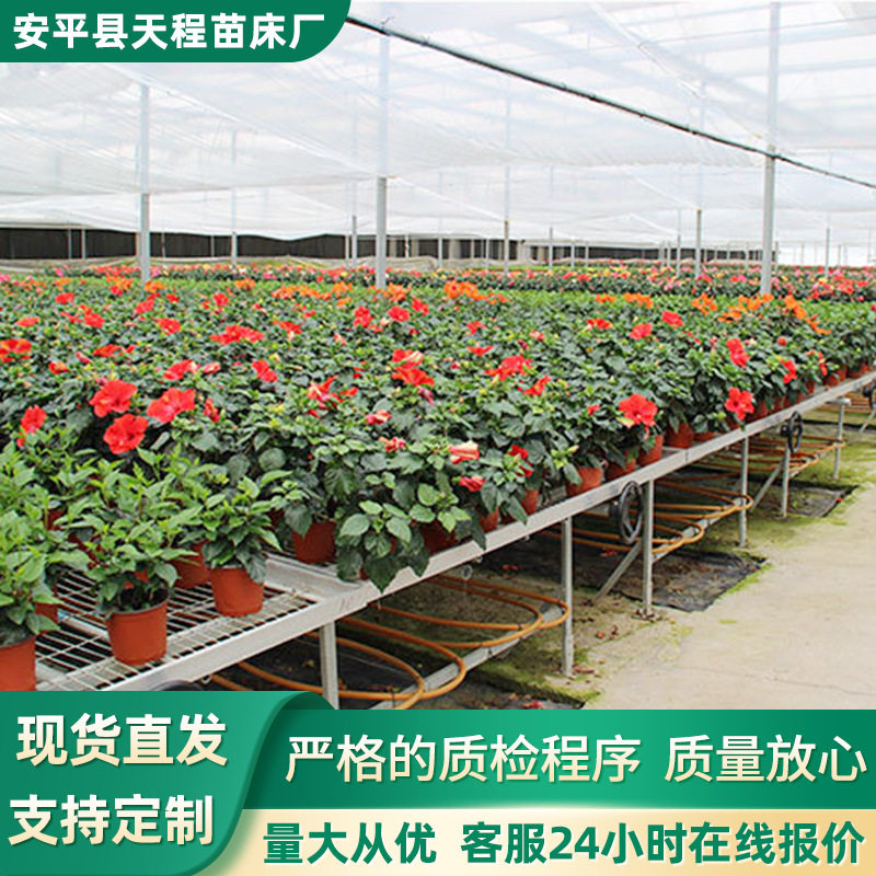 智能温室热镀锌移动育苗床