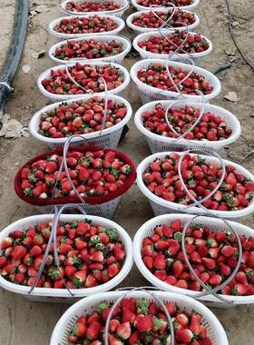 料篮号葡萄水篮斤斤斤装草莓篮采摘框果框白色大商用F76J59T6塑果