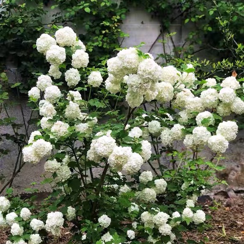 欧洲玫瑰十加仑特大苗  耐寒耐晒庭院大花木绣球 好养活