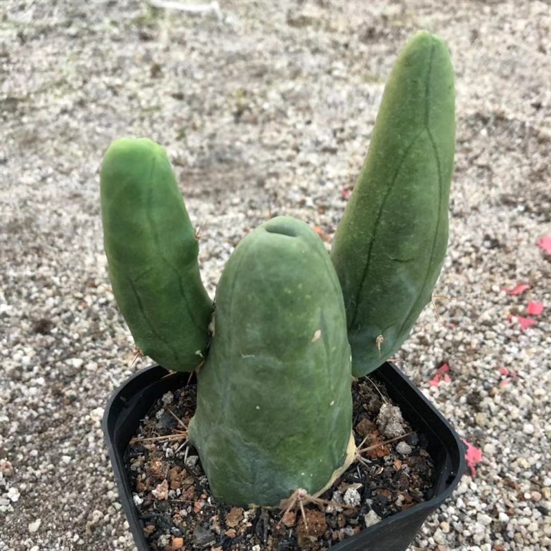 成程柱 鸡鸡柱 JJ柱 邪恶柱 稀有仙人柱 多肉仙人球植物