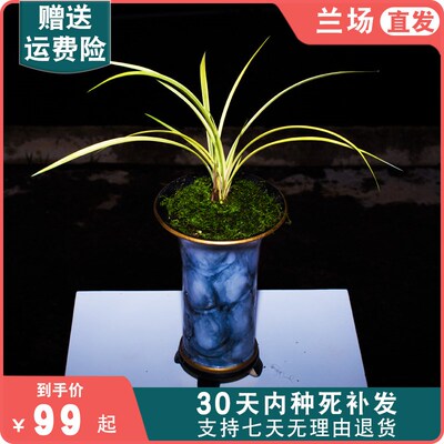 中透艺兰草花木兰兰花盆栽植物名贵建兰高档兰花苗带花苞大众国兰