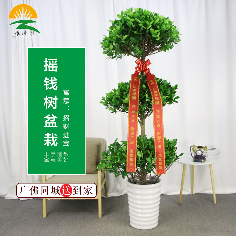 雅绿园三层摇钱树榕树盆栽金钱榕观叶客厅中大型盆景室内圆叶植物