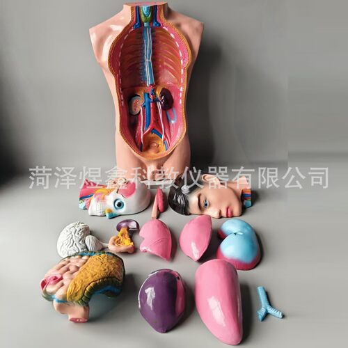 教学仪器厂家  人体头、颈、躯干模型 J3301  初中生物