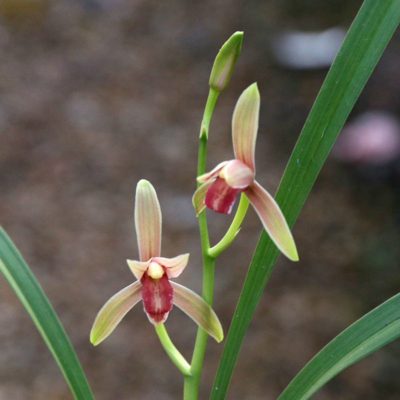 秋水伊人 原生老种名贵建兰转色红花 浓香四季兰花苗客厅茶几盆栽