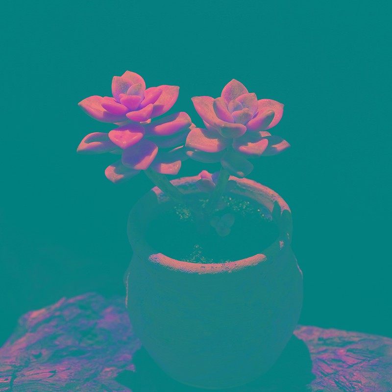 美杏锦多肉植物多肉组合盆栽绿植办公室阳台创意超萌肉肉花卉好养