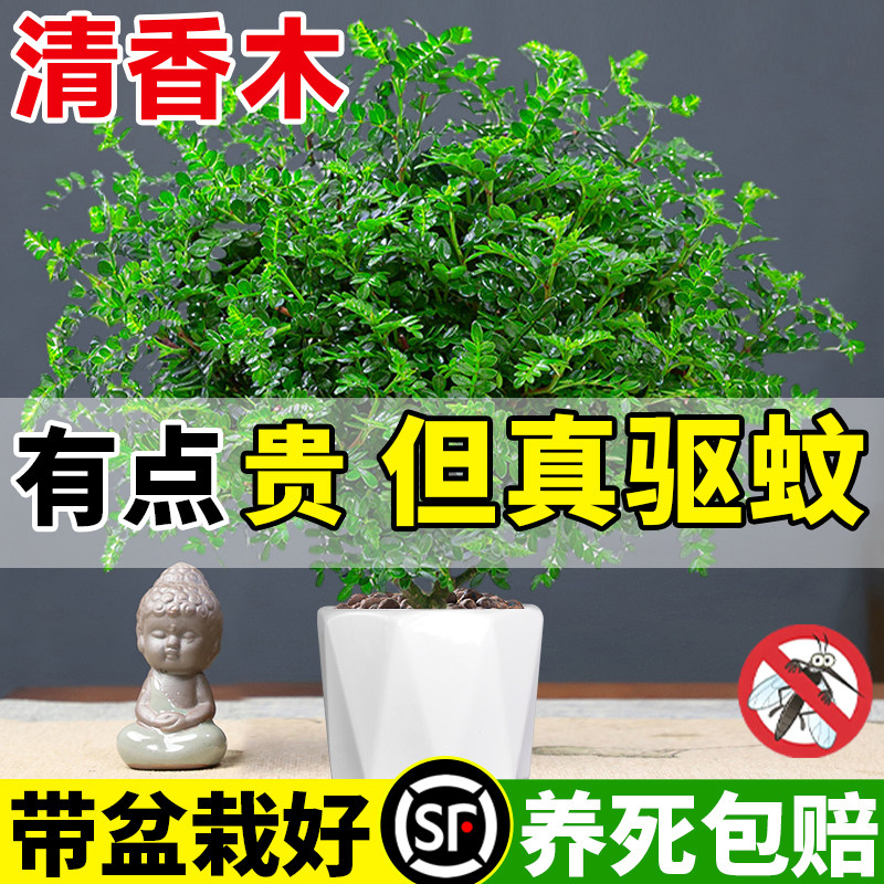 正宗清香木盆栽驱蚊草植物室内外胡椒木老桩树苗办公卧室驱虫绿植