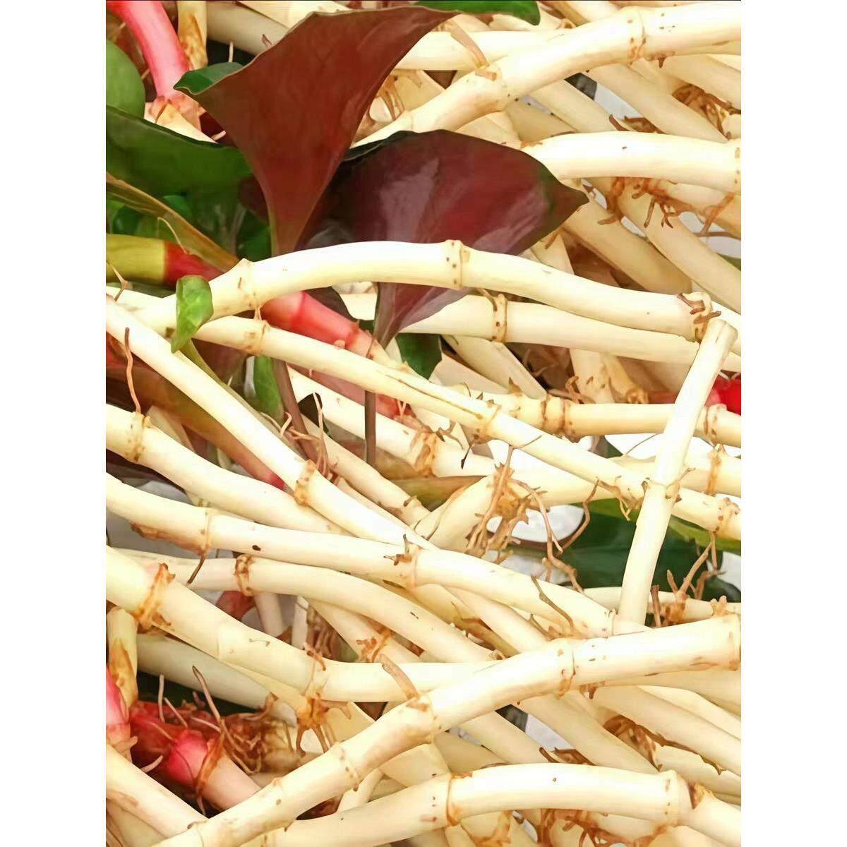 【下单立减50】新鲜鱼腥草折耳根叶子凉拌侧耳根农家应季蔬菜_wf