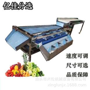 商用莲雾分果机轨道式夫人李选果机葡萄柚筛选机皮带式分选机