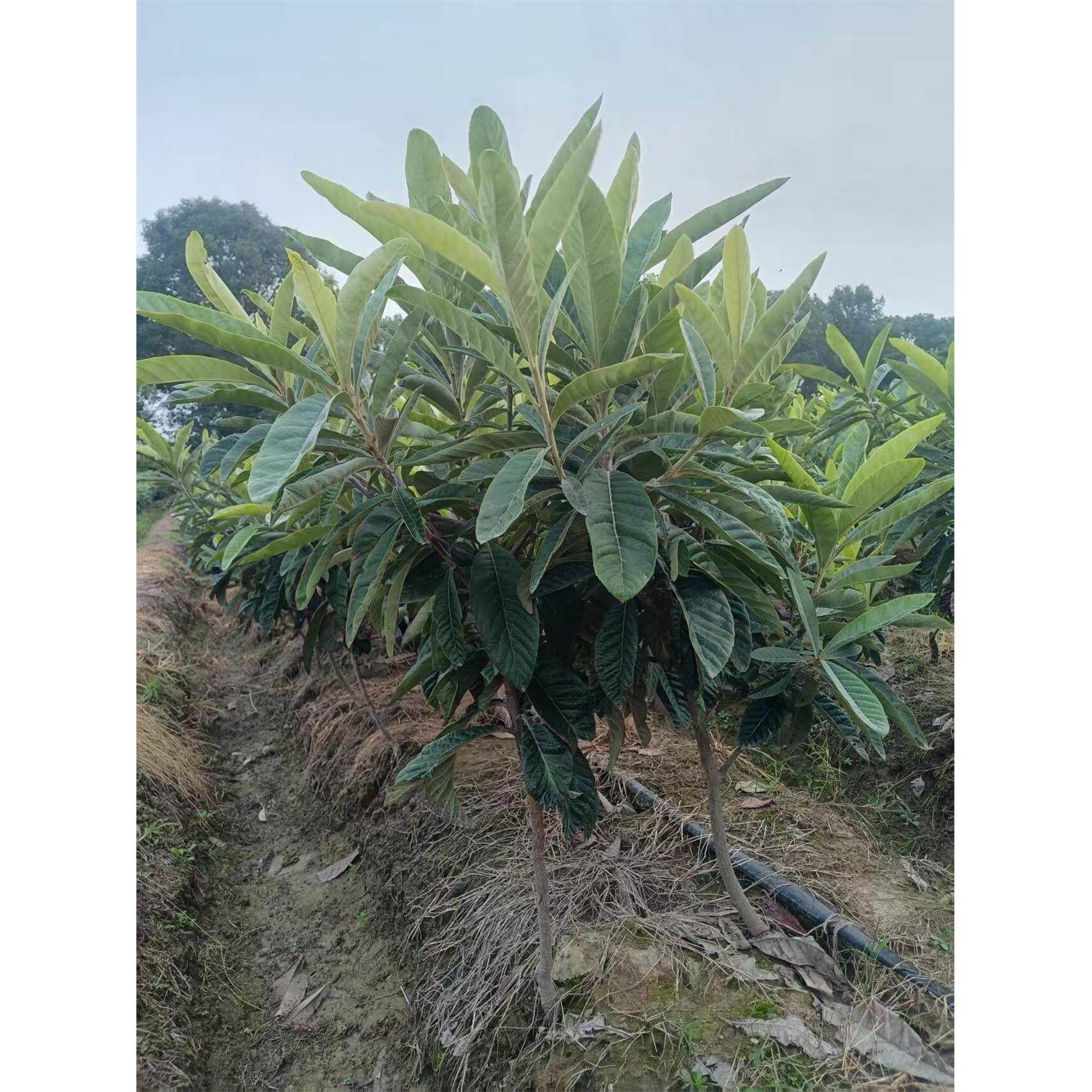 正宗冠玉枇杷嫁接苗苏州东山冠玉苗现挖带土球庭院果树