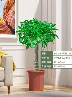 发客财树厅大盆栽室内植办公室开XNH业送礼物室内好养绿活大型植
