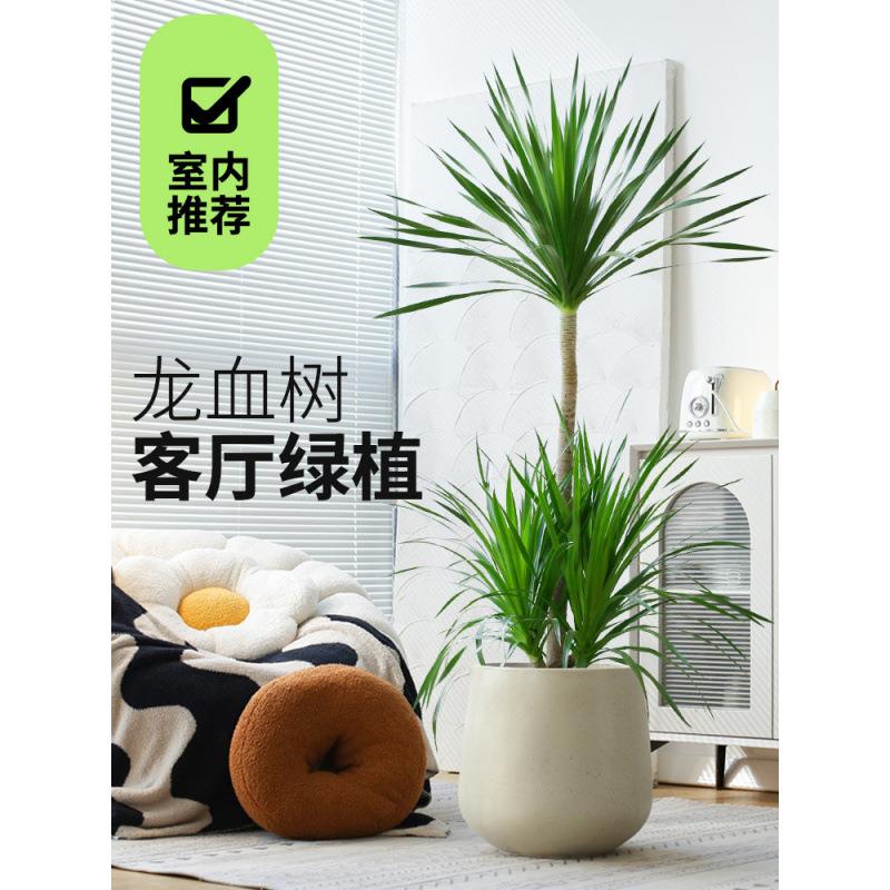 龙须血树客绿植龙型树盆栽办QqM+/CqQ公室高厅杆造型植物龙铁树室