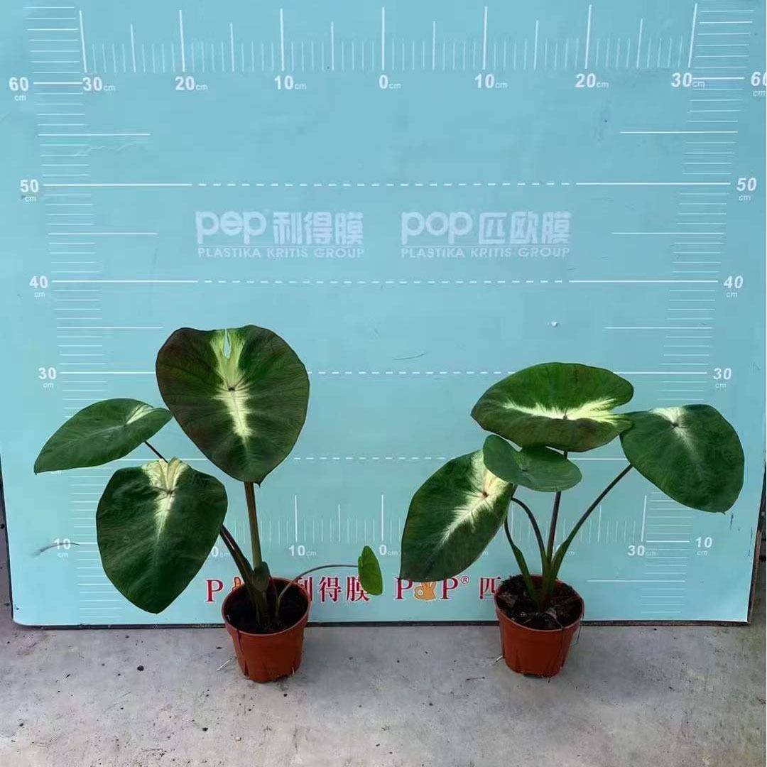 【基100热带叶地直供观植物小盆栽室内植物花卉网】红海芋 10热带
