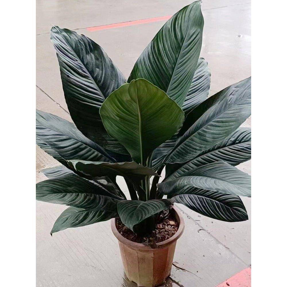 绿巨人盆栽室内客厅大型植物万年青大叶白掌吸甲醛绿植办公室盆景