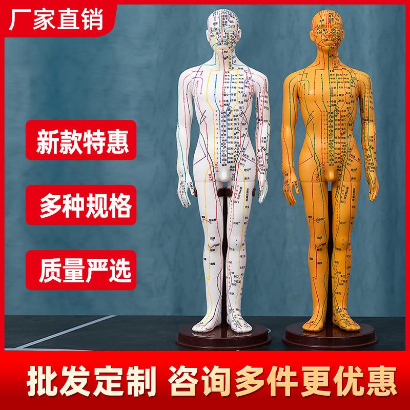针灸穴位人体模型图小铜人大真人可扎针十二人形练习全身经络模特