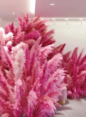 粉色芦苇干花红景婚花束庆商场橱窗观装饰红色芦苇花室内外YNP网